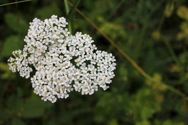 Yarrow Comum Pequenas Flores Brancas Fundo Floral Desfocado Verde Com — Fotografia de Stock