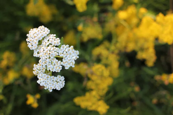 Yarrow Comum Pequenas Flores Brancas Fundo Floral Desfocado Verde Com — Fotografia de Stock