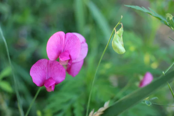 Close Pink Wild Sweet Pea Flowers Meadow Natural Green Blurred — Stock Photo, Image