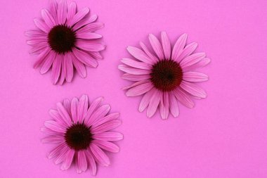 Mor arkaplanda fotokopi alanı olan Ekinezya çiçekleri. Üst görünüm, seçici odak