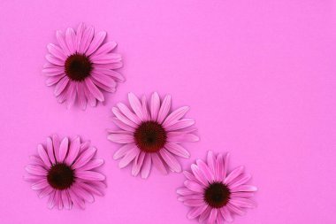 Mor arkaplanda fotokopi alanı olan Ekinezya çiçekleri. Üst görünüm, seçici odak