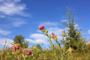 Yaz otlağında mor devedikeni çiçeğinin yakın çekimi.