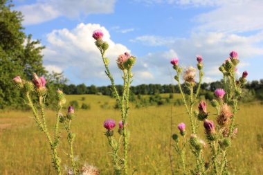 Yaz otlağında mor devedikeni çiçeğinin yakın çekimi.