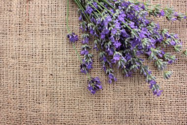 Çuval bezi dokusunda bir demet lavanta çiçeği. Yakın çekim, üst görünüm, kopyalama alanı, seçici odak
