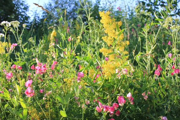 Ροζ Και Κίτρινα Αγριολούλουδα Φυσικό Φόντο Λουλουδιών Γλυκά Μπιζέλια Και — Φωτογραφία Αρχείου