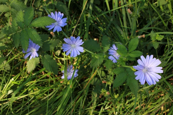 Gros Plan Sur Les Fleurs Chicorée Pourpre Herbe Médicinale Sur — Photo