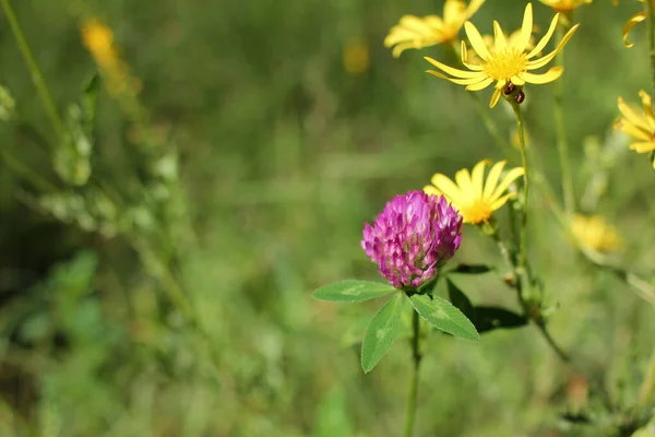 Fleurs Sauvages Jaunes Violettes Dans Prairie Trèfle Rouge Sur Pelouse — Photo