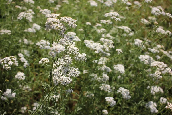 Κοινή Yarrow Μικρά Λευκά Λουλούδια Ένα Πράσινο Θολή Floral Φόντο — Φωτογραφία Αρχείου