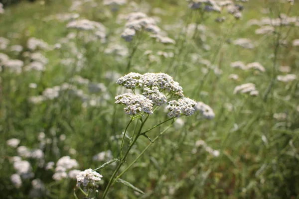 Κοινή Yarrow Μικρά Λευκά Λουλούδια Ένα Πράσινο Θολή Floral Φόντο — Φωτογραφία Αρχείου