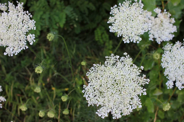 Yarrow Comum Pequenas Flores Brancas Fundo Floral Desfocado Verde Com — Fotografia de Stock