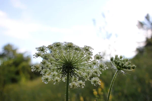 Звичайні Трохи Білих Квітів Зеленому Розмитому Квітковому Тлі Копіювальним Простором — стокове фото