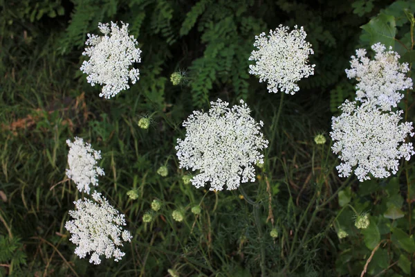 Yarrow Comum Pequenas Flores Brancas Fundo Floral Desfocado Verde Com — Fotografia de Stock