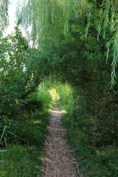 Path in the forest. Natural tunnel with green tree branches
