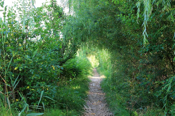Path in the forest. Natural tunnel with green tree branches