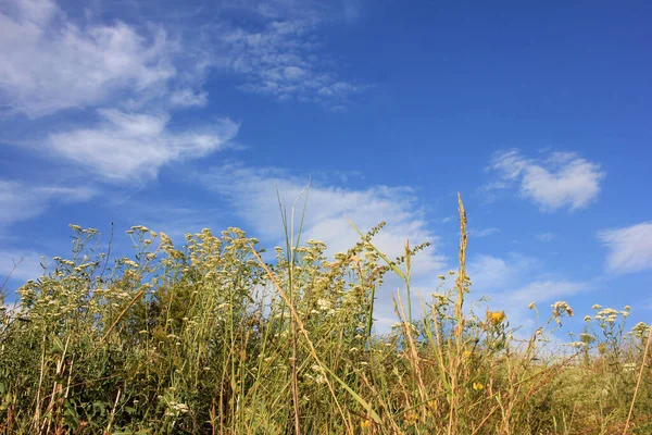 Vildblommor Och Gräs Mot Den Klarblå Himlen Naturlig Gräns — Stockfoto