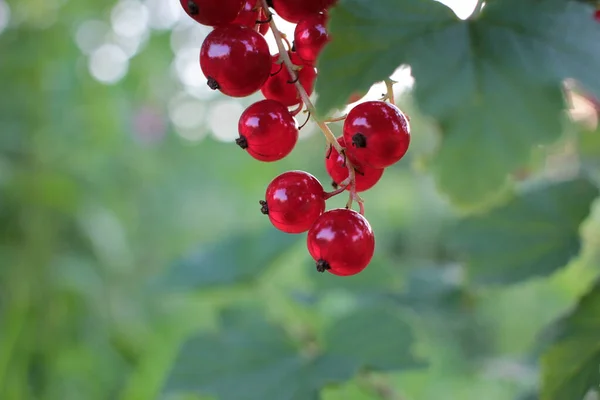 Närbild Röda Vinbär Vinstocken Naturlig Grön Bakgrund — Stockfoto