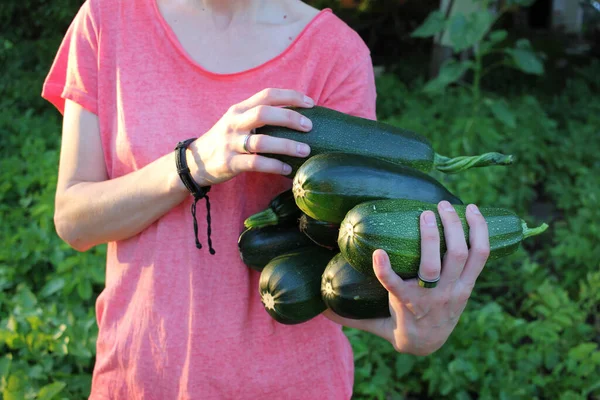 Young Woman Holding Zucchini Hands Harvesting Vegetable Summer Garden — Stock Photo, Image