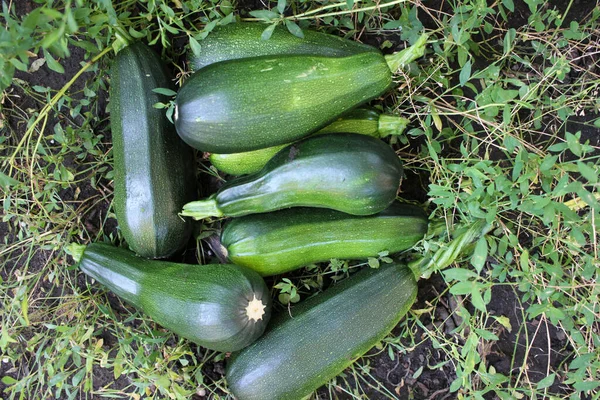 Zucchini Chão Jardim Vista Superior Colheita Verão Abóbora Fresca — Fotografia de Stock