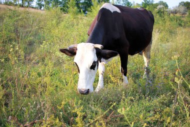 Yaz otlağında otlayan siyah beyaz inek..