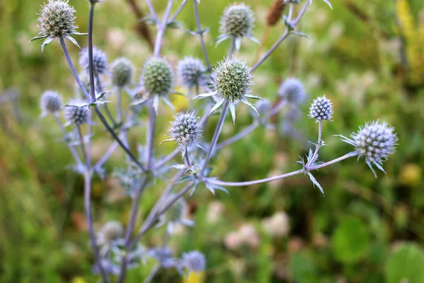 Houx Mer Eryngium Plante Bleu Violet Dans Prairie Été — Photo