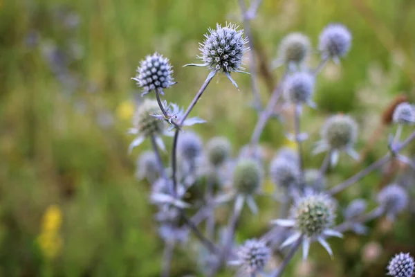 Zee Holly Eryngium Paars Blauwe Plant Zomer Weide — Stockfoto