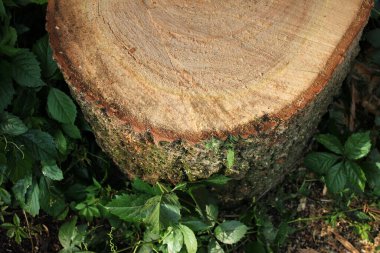 Yıllık halkaları olan yeni kesilmiş kavak ağacı. Bulanık doğa arka planındaki yuvarlak günlüklerin yakın çekimi. Taze kesilmiş ahşap dokusu ve büyüme halkaları.