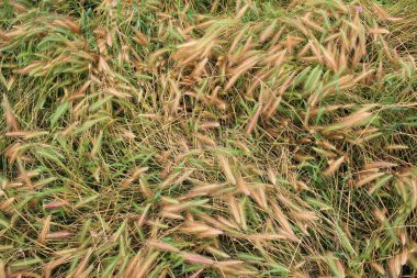 Yeşil desenli ve dikenli güneşte yanmış sarı çimen. Yazın sonu, sonbaharın başı. Üst Manzara. Doğal arkaplan