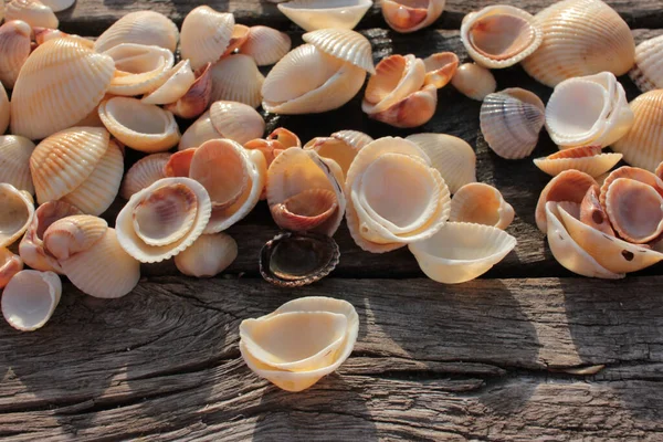 Seashells Natural Weathered Old Wooden Background Copy Space Top View — Stock Photo, Image
