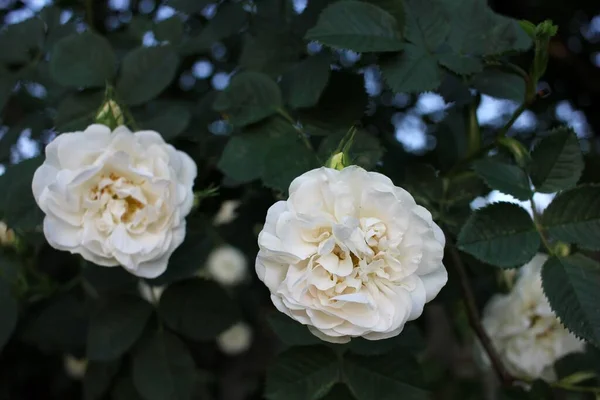 Rose Buske Med Vita Blommor Suddig Gammal Staket Bakgrund — Stockfoto