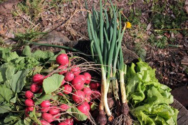 Yeşil soğanlar, erken turplar, taze yeşil marul yaprakları, dışarıda güneşli bir günde ahşap arka planda. Bahçeden ilk bahar hasadı