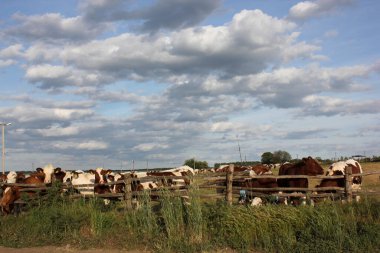 Yazın güneşli bir günde açık mavi gökyüzüne karşı ahşap bir çitin arkasında kırmızı ve beyaz inekler ve beyaz boğa.
