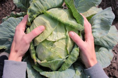 Bahçede taze yeşil lahana tutan kadın elleri