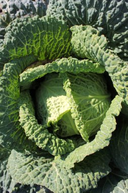 Bahçede taze yeşil savoy lahanası. en üstteki görünüm