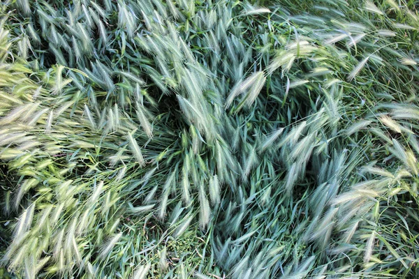 Hohe Grüne Rasenfläche Mit Stacheln Sonnigen Sommertagen Nahaufnahme Draufsicht Natürlicher — Stockfoto