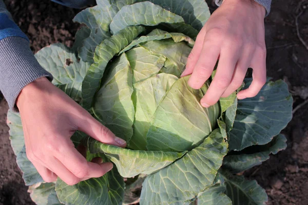 Female Hands Holding Fresh Green Cabbage Garden — Stock Photo, Image