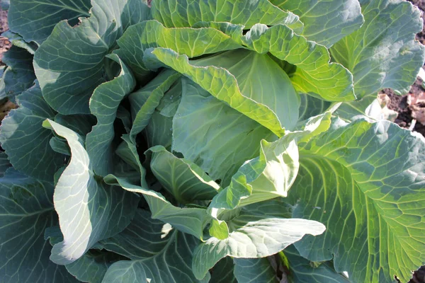 Big Head Fresh White Cabbage Auutumn Garden — Stock Photo, Image