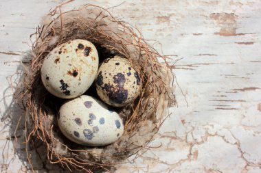 Kırık beyaz ahşap arka planda bıldırcın yumurtaları olan gerçek bir yuva. Üst görünüm, alanı kopyala