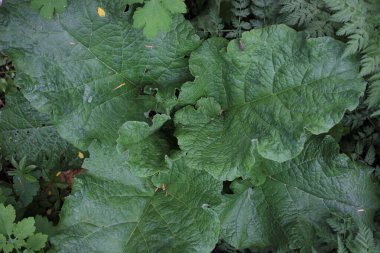 Bahar ormanında büyük yeşil yapraklar. Bitki bahçesindeki tıbbi bitki Arctium. Üst görünüm