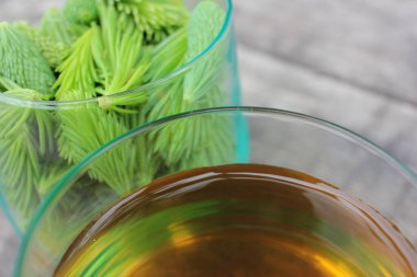 Spruce Tips çayı ahşap masanın üzerinde bardak içinde. Kozalaklı kozalakların yakın plan yeşil konileri
