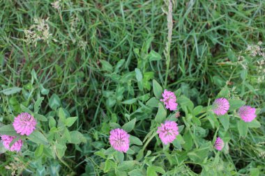 Yaz otlağındaki kırmızı yonca çiçeklerine yakın çekim.