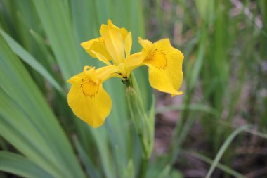 Iris Pseudacorus, yaygın olarak sarı bayrak olarak bilinir, bahar günü suyun yanında.