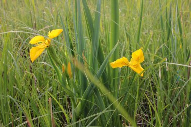 Yeşil kamış arka planda yabani Iris 'in sarı çiçeği.