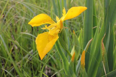 Yeşil kamış arka planda yabani Iris 'in sarı çiçeği.