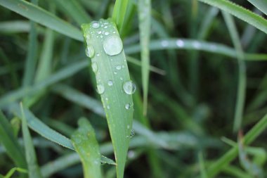 Yaprakların üzerine yağmur damlası. Yağmurdan sonra yeşil çimenler. Üst Manzara. Seçici odaklanma. Doğal arkaplan