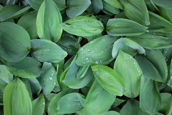 Green Leaves Natural Background Lily Valley Convallaria Majalis Spring Forest — Stock Photo, Image