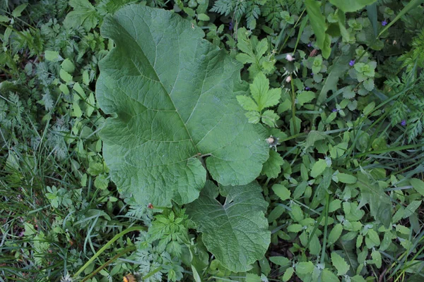 Bojtorján Hatalmas Zöld Levelek Tavaszi Erdőben Gyógynövény Arctium Gyógynövénykertben Felülnézet — Stock Fotó