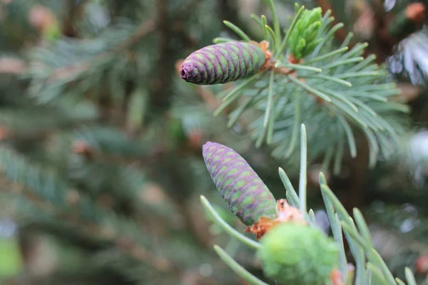 Close Pink Purple Spruce Cones Twig Sky Background — Stock Photo, Image