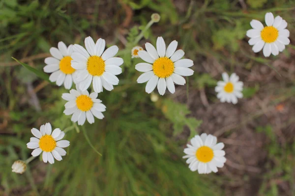 Madeliefjes Het Gras Bovenaanzicht Van Kleine Kamille Bloemen Natuurlijke Bloemen — Stockfoto