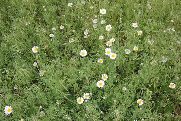 Pole Sedmikrásek Horní Pohled Malé Heřmánkové Květy Přírodní Květinové Pozadí — Stock fotografie