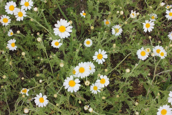 Gebied Van Madeliefjes Bovenaanzicht Van Kleine Kamille Bloemen Natuurlijke Bloemen — Stockfoto